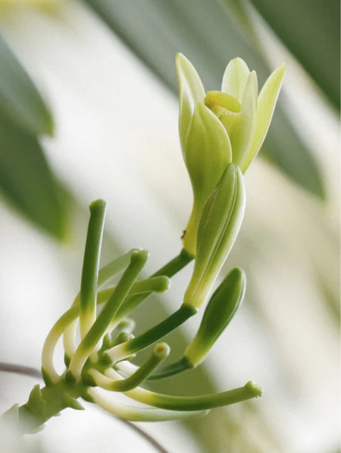 Baby Schaumwaschgel